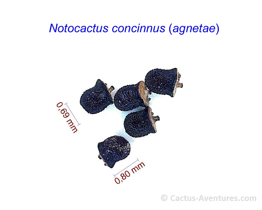 Notocactus concinnus (agnetae)